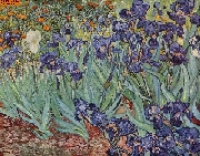 Schwertlilien nach van Gogh